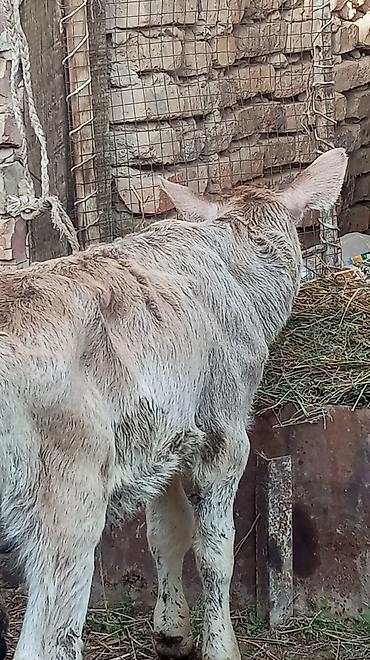 Коровы, быки: Продаю | Бык (самец), Тёлка — 8