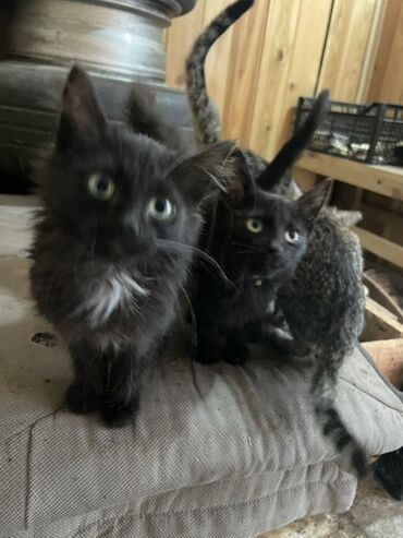 мейн кун бишкек 😺 питомник lyubushka 🐈 купить котенка 🐾 цена фото: Срочно Отдам в хорошие руки даром 3 мальчика 1 девочка - Окрас