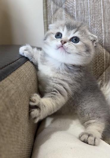 golden chinchilla: Blue shinshilla — 10