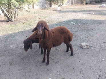 Коровы, быки: Salam iki erkəy quzu satılır göz qabagındadır saglamdılar qiymət ikisi
