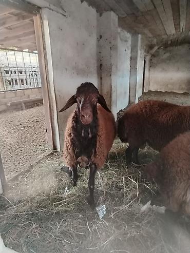 Qala cinsi qoçluq toğlular satılır 4 ededdir.Diri çəkisi təqribi 70-75 lalafo.az -da Qala cinsi qoçluq toğlular satılır 4 ededdir.Diri çəkisi təqribi 70-75
