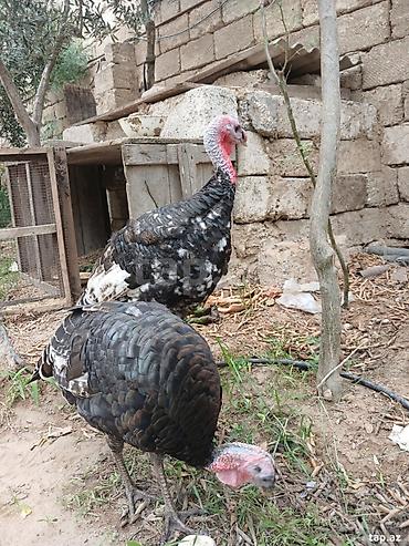 Животные: Bir erkek bir diwi. 5 ayliq tam saqlam heyvanlardi. Cox yaxwi weraitde — 3