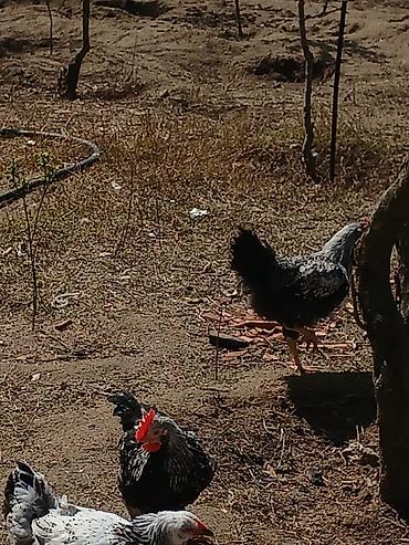 Toyuqlar: ‼️ Təcili Satılır ‼️ 53 ədəd tam sağlam 4.ay yarımlıq colpalar — 7