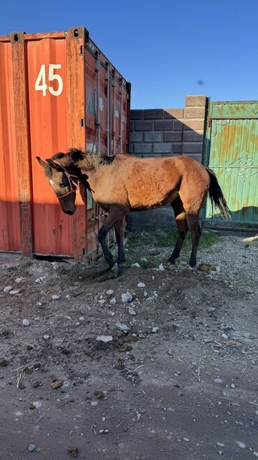купить бельгийскую овчарку: Продаю | Жеребенок | Конный спорт at lalafo.kg купить бельгийскую овчарку: Продаю | Жеребенок | Конный спорт