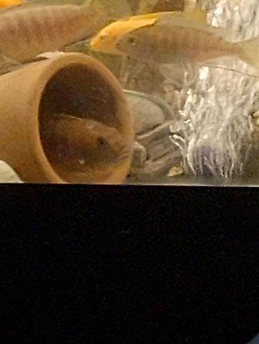 Akvariumlar: Yumru akvarium, Balıqlarla birlikdə, 1 l, Ödənişli çatdırılma — 3
