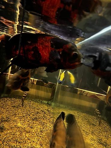 карлик кох: Астронотусы (Oscar, Astronotus ocellatus) — крупные декоративные — 2