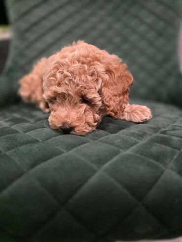 Psi: Pudla, rasa poznata po svojoj visokoj inteligenciji, eleganciji i na lalafo.rs — 1 Psi: Pudla, rasa poznata po svojoj visokoj inteligenciji, eleganciji i — 1