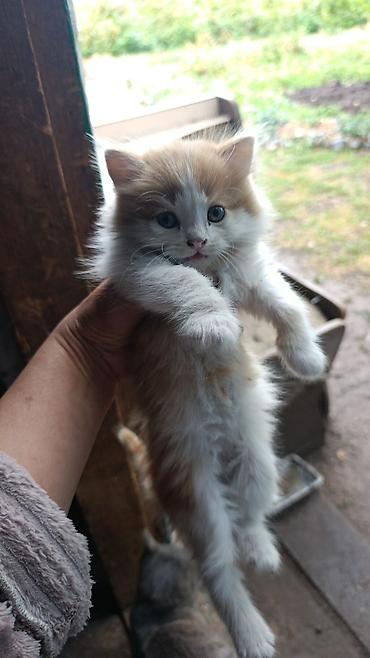 Отдам даром кошку: Объявление актуально! с. Арашан - самовывоз! 🙌🏻Отдам котят в добрые — 2