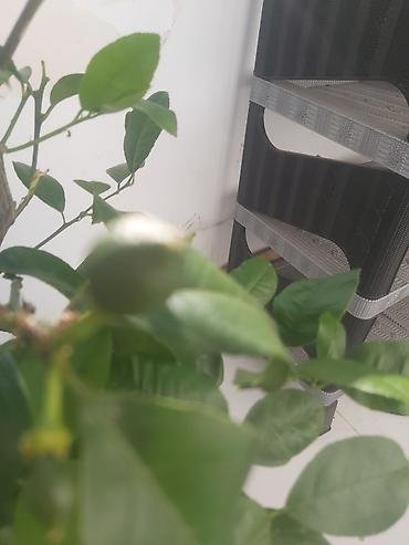 limon sam agaci: Limon ağacı. 40 azn — 7