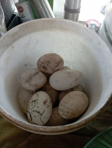 перепела яйца: Продаю гусиные яйца домашние можно для инкубатора