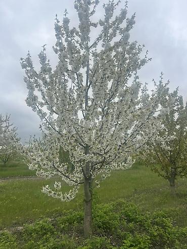 Şitillər: 🔥 QUBADA HAZIR GƏLİR GƏTİRƏN GİLAS BAĞI SATILIR! 🍒 Əgər həm — 1