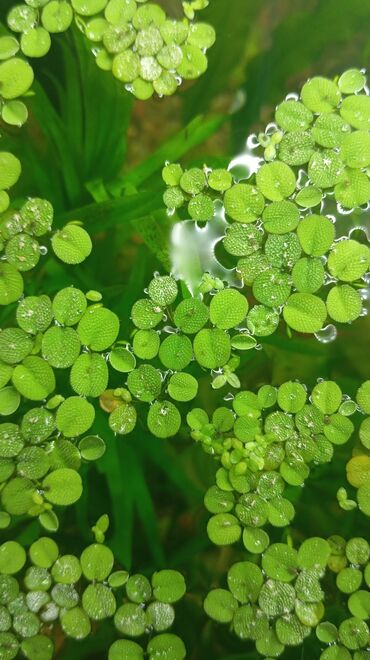 продаю связи с переездом: Плавающее аквариумное растение — Сальвиния (Salvinia)