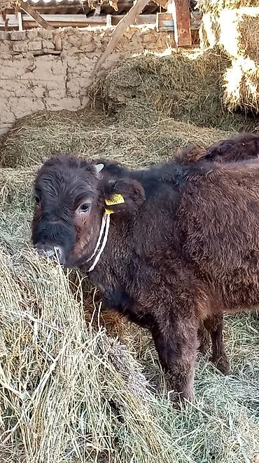 Коровы, быки: Продаю | Тёлка | Для разведения — 2