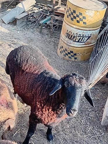 qara avstraloq: Salam 11 ayliq erkek quzu satilir isteyen aşağıdakı nömreyle elaqə — 4