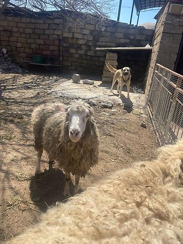 Qoyunlar, qoçlar: Qoyun sürüsü satılır - Növlər: yerli qarışıq ət-yun istiqamətli — 3
