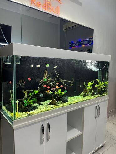 Akvariumlar: Akvarium-şkaf, Balıqlarla birlikdə, 270 l, Ünvandan götürmə