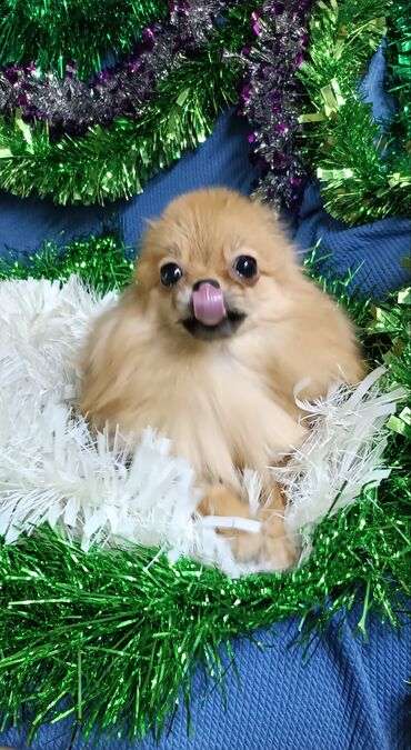 Продажа собак: Шпиц, 2 года, Самка, С родословной — 6