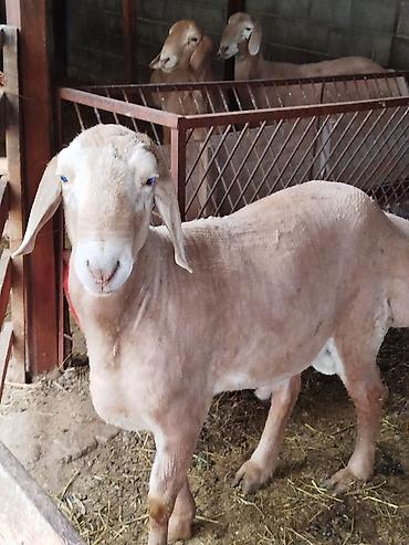 Баран, овца: Продаю | Баран (самец) | Для разведения — 5