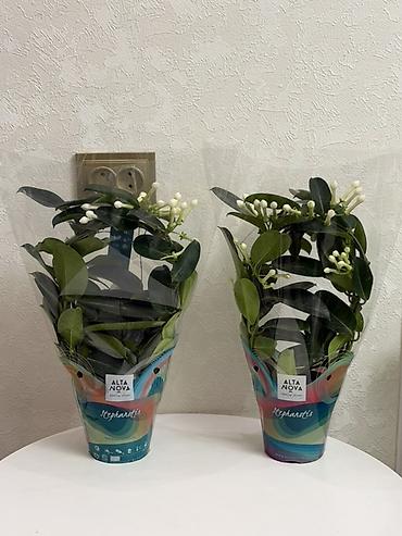 цветочки: Стeфанотис (Stephanotis floribunda) в декоративной опоре-кольце — 1