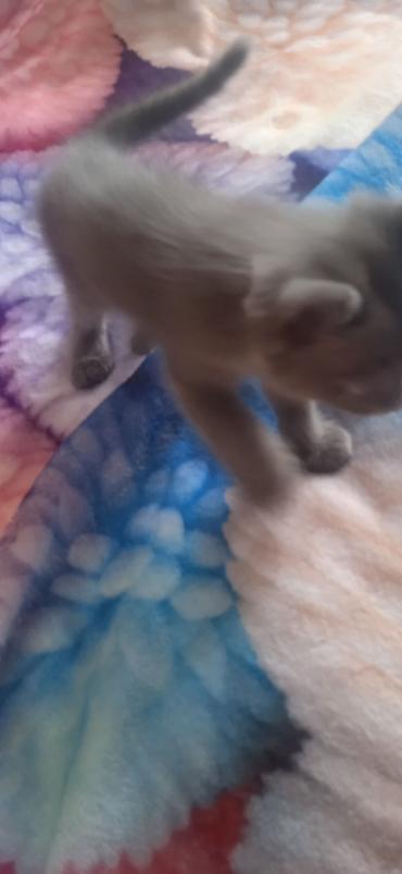 британский кошка цена: Британские однотонные котята (окрасы: дымчато‑серый, белый, кремовый) — 6