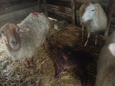 Qoyunlar, qoçlar: Diqqətlə oxu sonra zəng elə! 4 ədəd qoyun satılır! 3 ədəd qoyun — 7