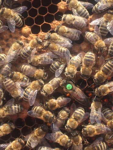 матка пчел: Ассаламу алейкум коллеги Принимаем заказы 1,прививка на ваш стартер