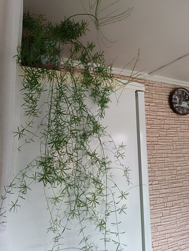 какие папоротники есть в кыргызстане: Папоротник домашний, Архидея фаленопсис (Голландия)