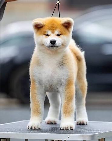 Akita-inu, 1 ay, Ünvandan götürmə