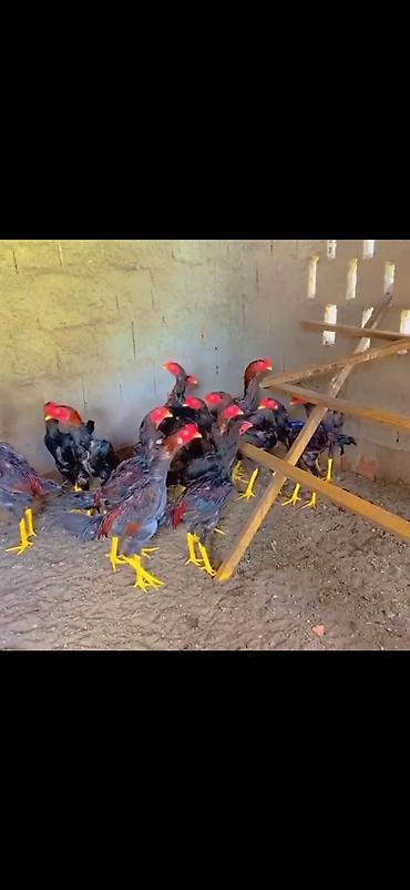 toy poodle qiymetleri: Məhsul: Uzunboyun, sarı pəncəli, qara-qırmızı tüklü gənc döyüş tipli — 2