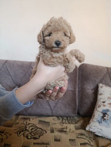 Pişiklər: Şotland yastı qulaq, Erkək, Dişi, Yaxşı əllərə, Ünvandan götürmə, Pulsuz çatdırılma, Ödənişli çatdırılma — 235