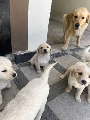 İtlər: Retriever, 2 ay, Erkek