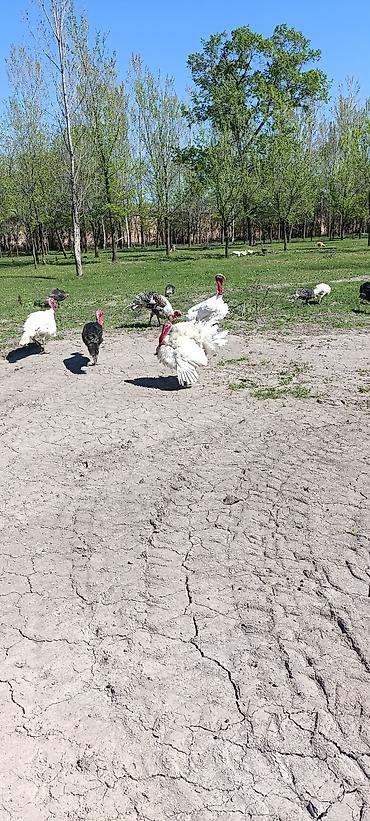 Индюки: Продаю | Индюшка (самка) at lalafo.kg — 2 Индюки: Продаю | Индюшка (самка) — 2