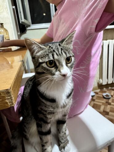 кошку в добрые руки: Кошка даром: Беспородная, 7 месяцев, Девочка, Приучена к лотку, С документами, С прививками