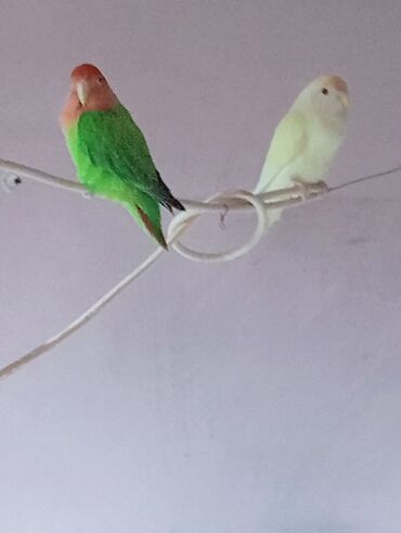 Tutuquşları: Bala veren cütler.Yuvaas bala al Tam sağlam quşlardı.Üiymət.topdan — 8