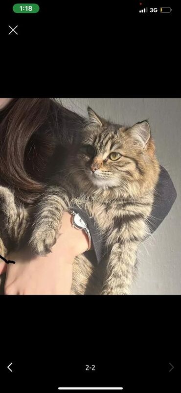 продам кошку: 1 year cat, Girl cat, Litter trained cat