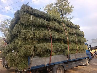 кормовой бункер: Сено в тюках Беде пресс плотный оор таза быйылкы 2орум 2 чабык 2 кос — 6