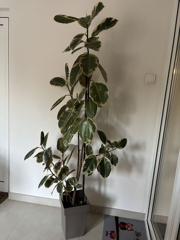 Knjige i stripovi: Dve novogodisnje zvucne knjigice za decu,jedna je 800dinara,knjigici na lalafo.rs — 9 Knjige i stripovi: Dve novogodisnje zvucne knjigice za decu,jedna je 800dinara,knjigici — 9