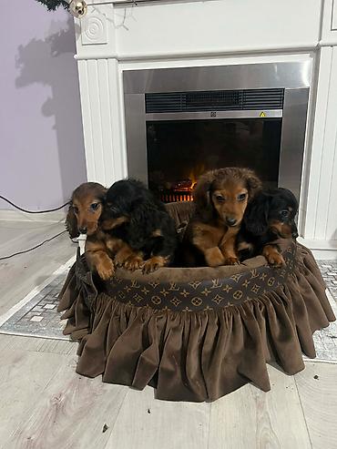 Psi: Dugodlaki patuljasti jazavičari štenci Dugodlaki patuljasti — 9