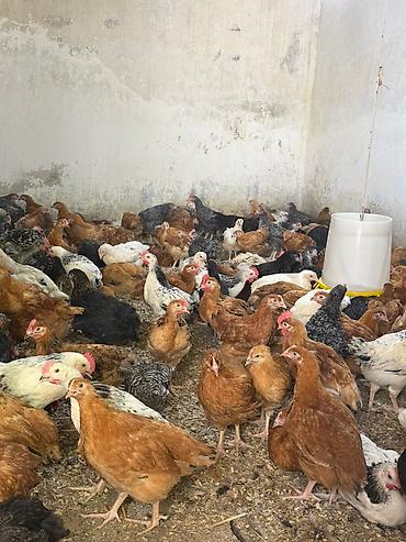 meşə toyuğu: Her bir vaksinleri olunmuş tam sağlam hem kesime hem damazliga yararli — 4