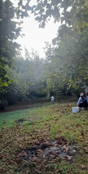 xacmazda satilan torpaqlar: Zaqatala muganlı şaban bagı deyilən ərazidə18 sotun içində 16 topası