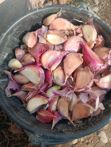 кресла массажный: Сарымсак