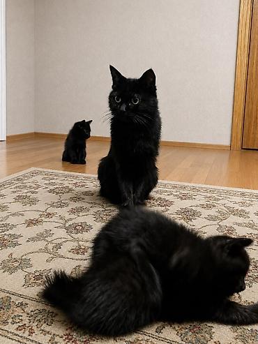 мал кат: Черные котята домашние - Возраст на фото: примерно 1,5–2 месяца - — 2