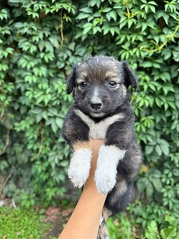 1 месяц, Самка