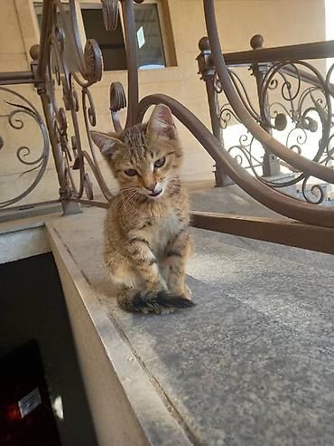 Животные: Котята отдам в добрые руки горшок ходят сами и кушают сами — 6