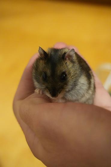 hazir yuva: Cırtdan hamster + qəfəs dəsti - Növ: cırtdan hamster (Djungarian — 9