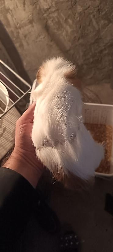 kirpi ne yeyir: Dəniz donuzucuğu (guinea pig) sağlam erkək marskaya svinka - Növ — 5