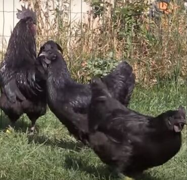 узи животных: Продаётся куры парода ухейилюй 1 петух 2 курица маладые данный время