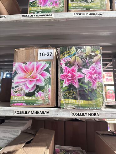 Садовые цветы и кустарники: Луковицы цветка: Лилейники — 1