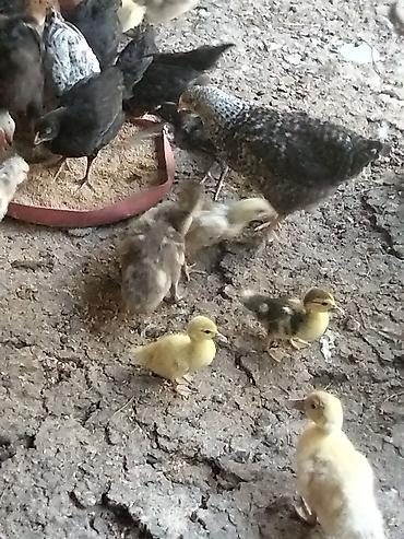fermer təsərrufatı: Məhsul: Ördək balaları (qarışıq rəngləi . Çox gotrene endirim olunacag — 6