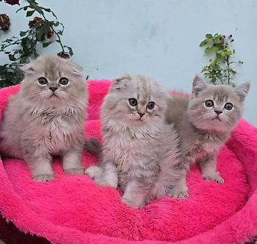 Кошки: Шотландская, В добрые руки, Бесплатная доставка — 2